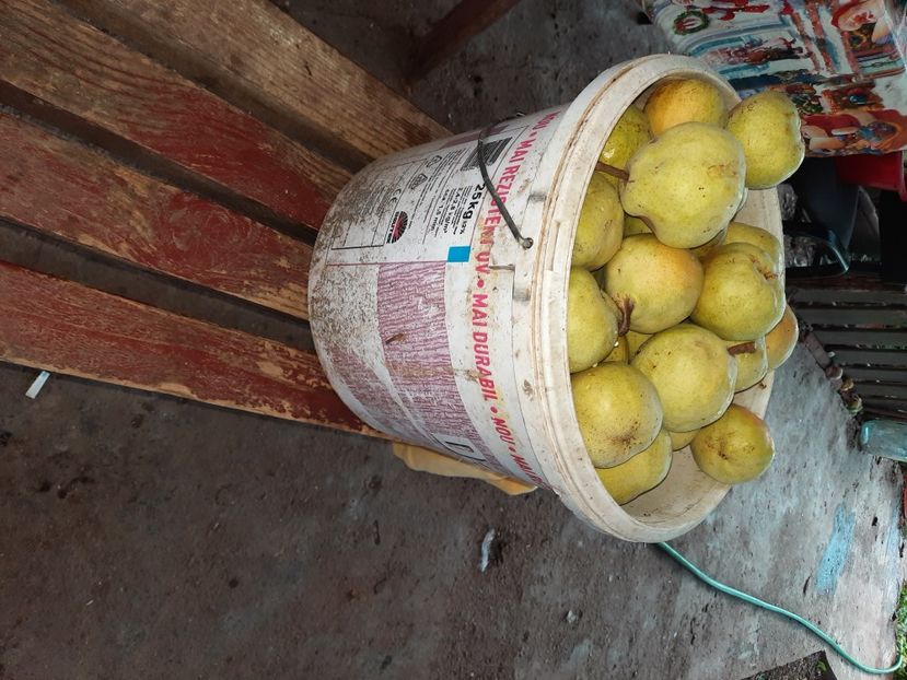 pom pe gutui anul 4 fără irigare - Untoasa Geoagiu