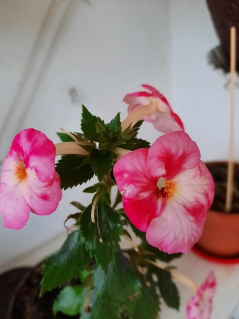 ROYAL BLUSH - AAA RIZOMI ACHIMENES DISPONIBILI -2023