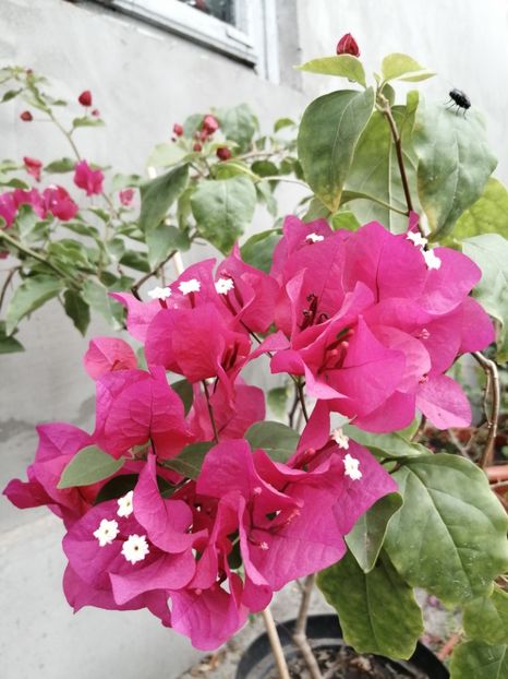  - Bougainvillea 2020