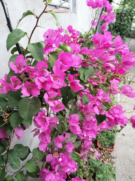  - Bougainvillea 2020