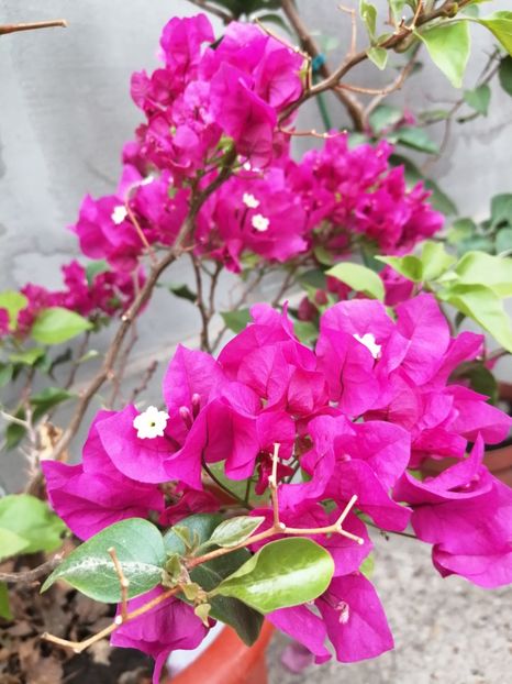 - Bougainvillea 2020
