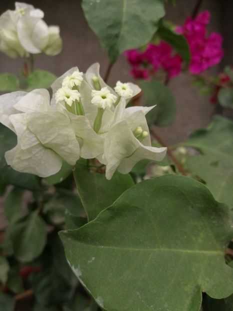  - Bougainvillea 2020
