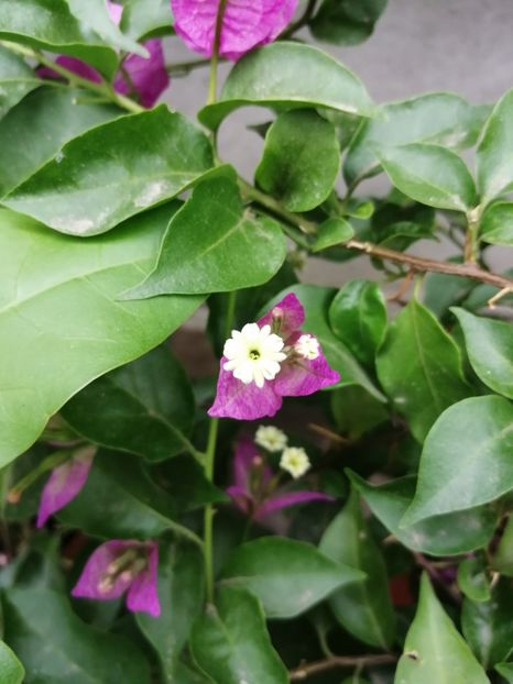  - Bougainvillea 2020