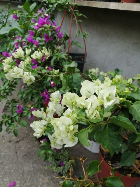  - Bougainvillea 2020