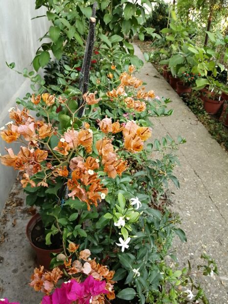  - Bougainvillea 2020