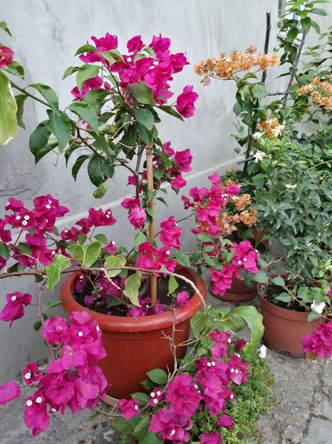 - Bougainvillea 2020