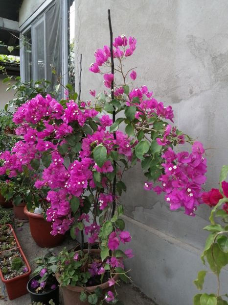  - Bougainvillea 2020