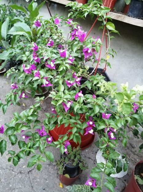  - Bougainvillea 2020