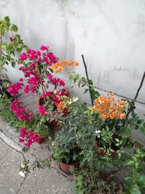  - Bougainvillea 2020