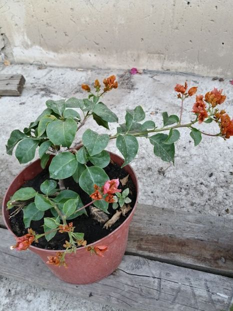  - Bougainvillea 2020
