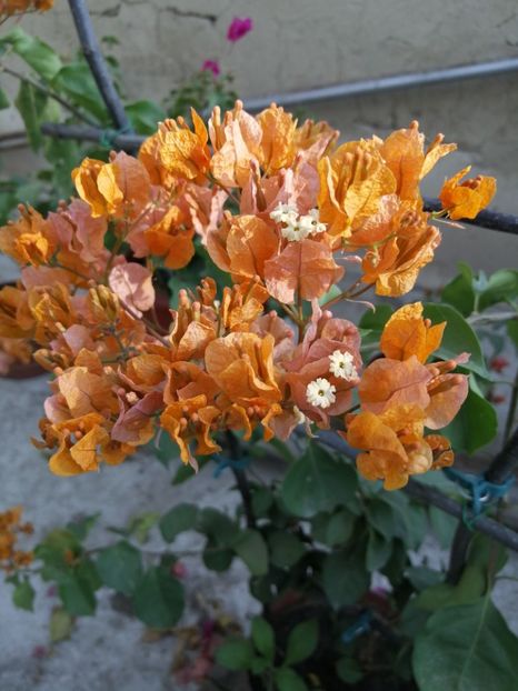  - Bougainvillea 2020