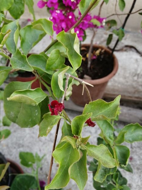  - Bougainvillea 2020