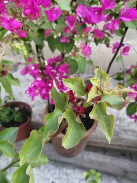  - Bougainvillea 2020