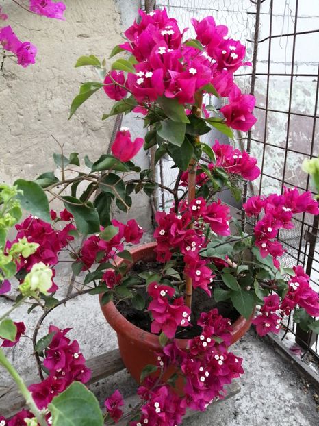  - Bougainvillea 2020