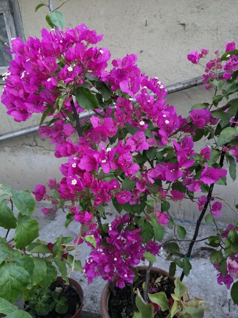  - Bougainvillea 2020