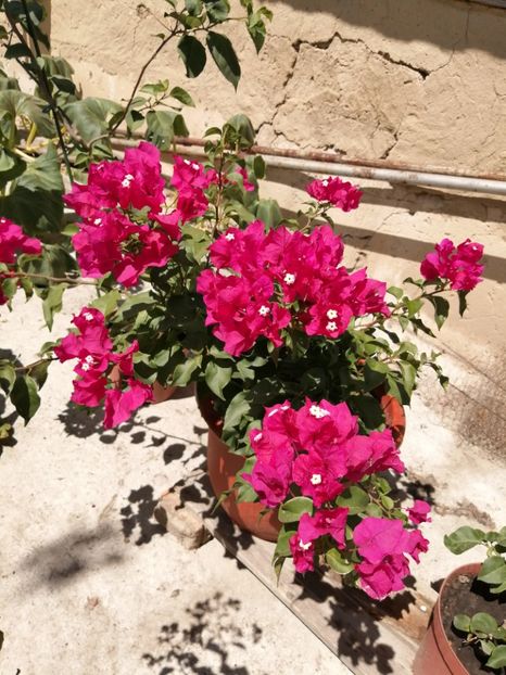  - Bougainvillea 2020