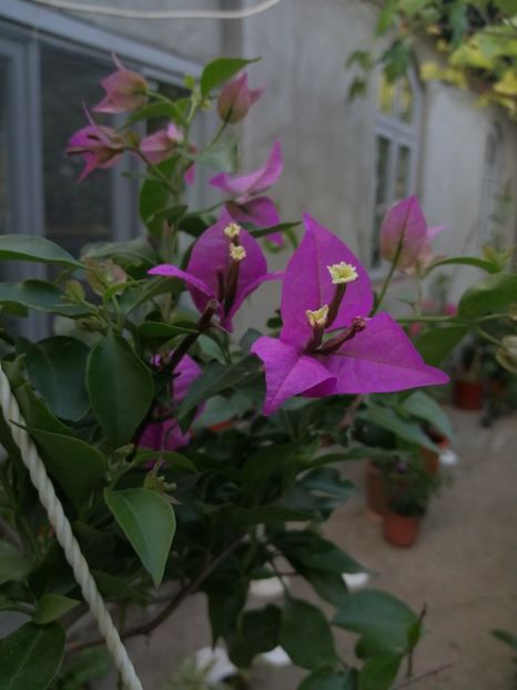  - Bougainvillea 2020