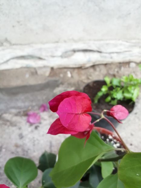  - Bougainvillea 2020