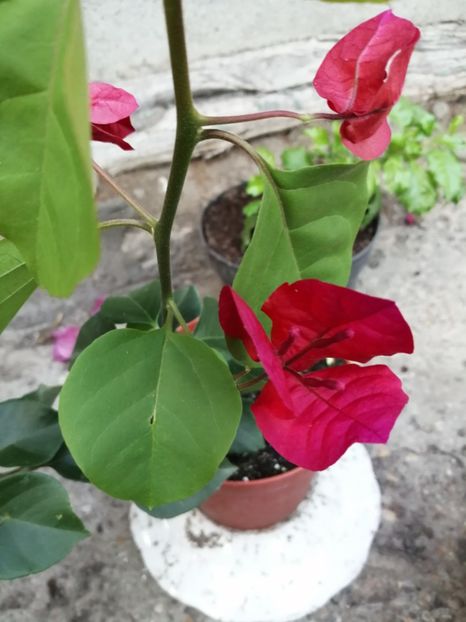  - Bougainvillea 2020
