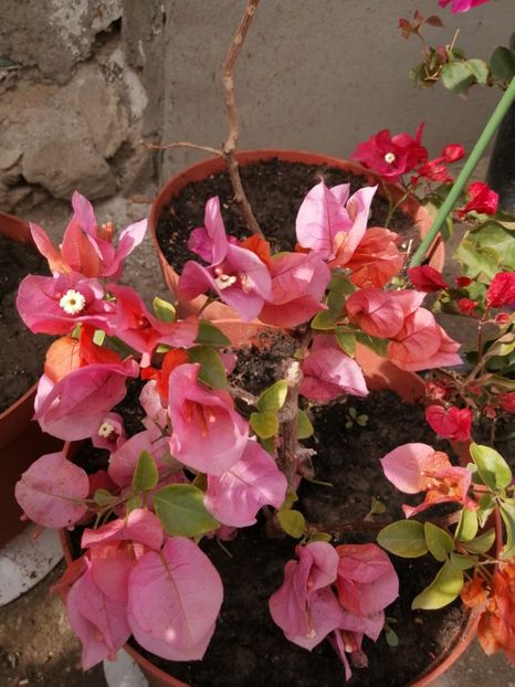  - Bougainvillea 2020