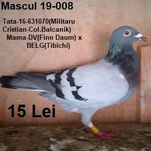 Mascul 19-008 - Vanat