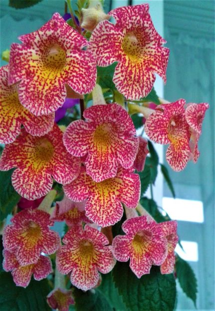 20201006_093017-1 - 0000 ACHIMENES