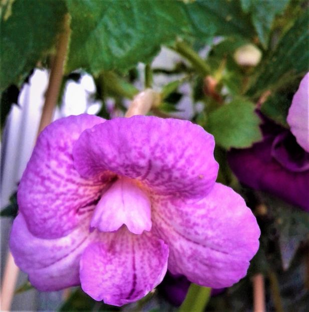 20201006_093047-1 - 000012 ACHIMENES