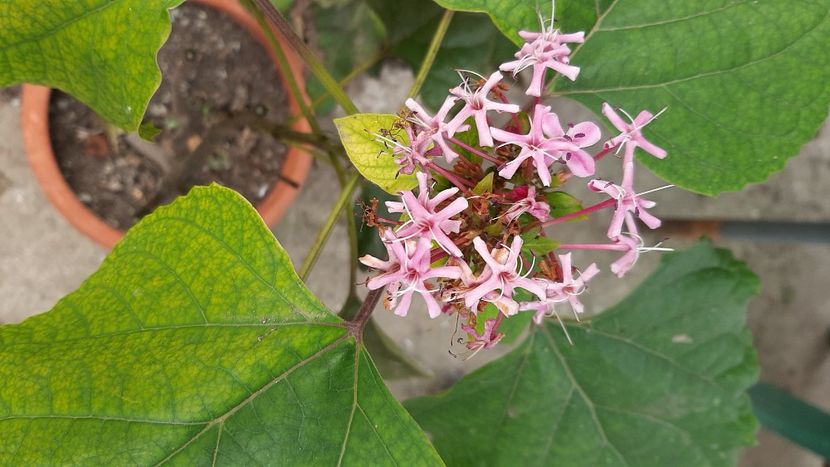  - diverse flori 2020