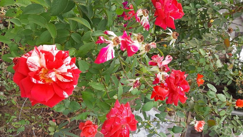  - diverse flori 2020