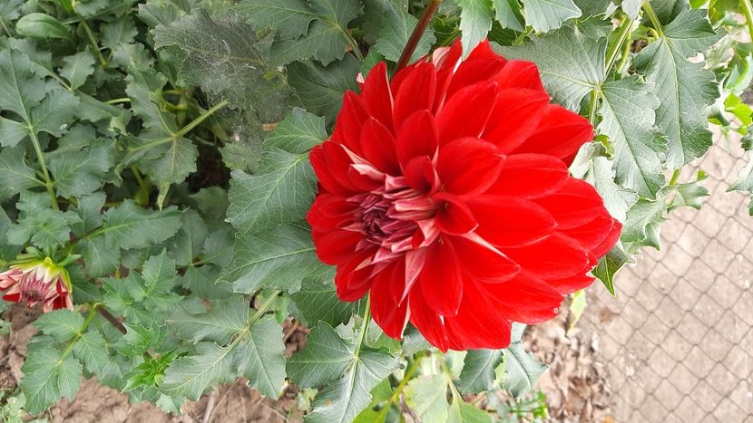  - diverse flori 2020