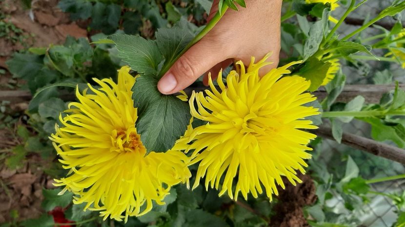  - diverse flori 2020