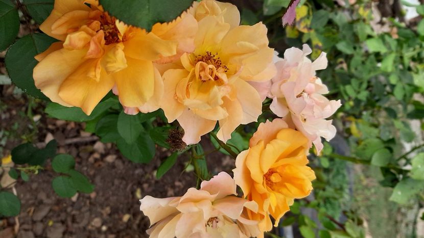  - diverse flori 2020