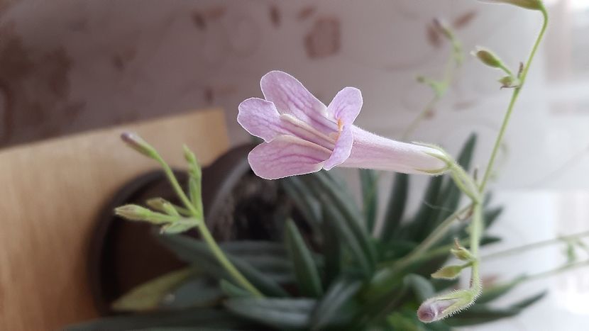  - diverse flori 2020