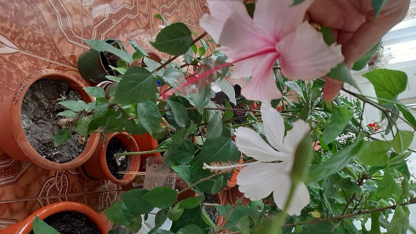  - diverse flori 2020