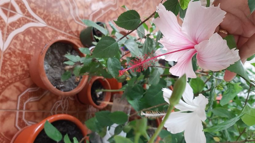  - diverse flori 2020