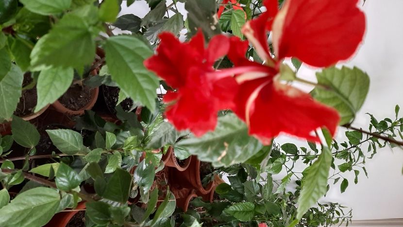  - diverse flori 2020