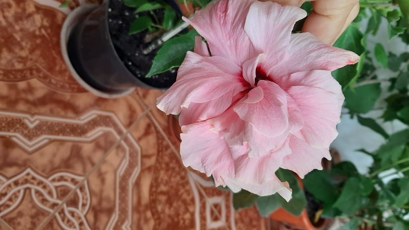  - diverse flori 2020