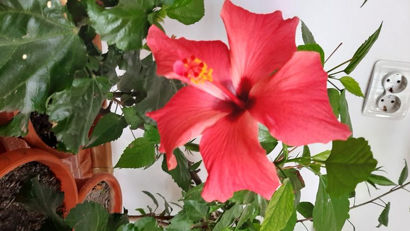  - diverse flori 2020