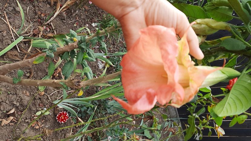  - diverse flori 2020