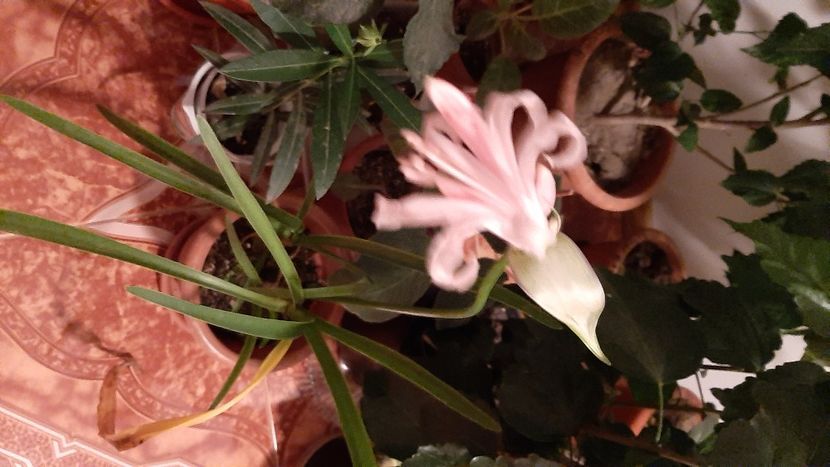  - diverse flori 2020