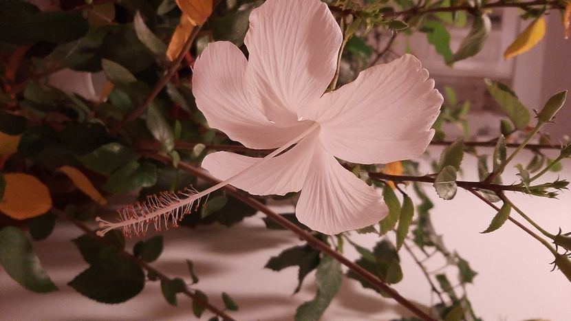  - diverse flori 2020