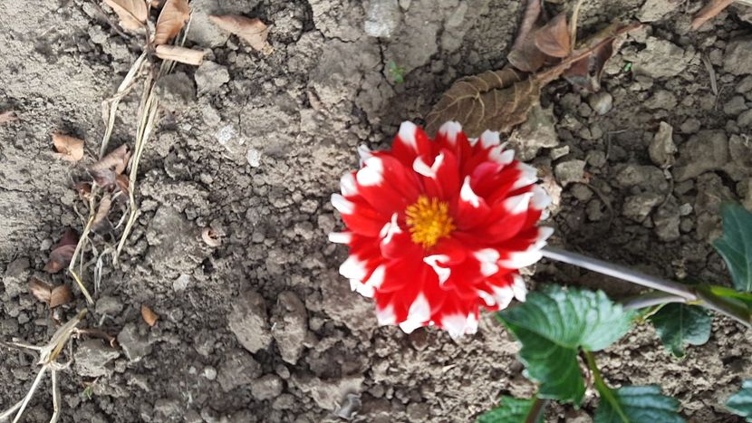  - diverse flori 2020