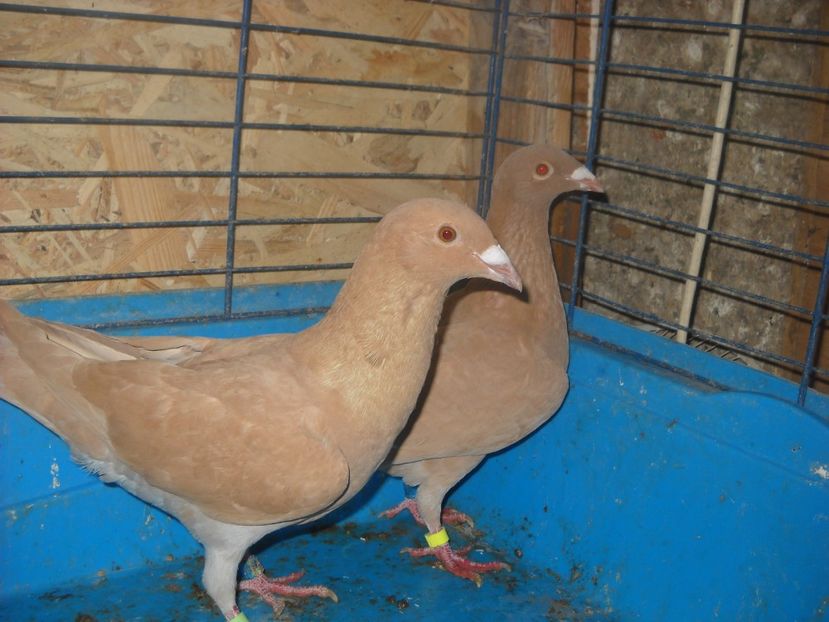  - UNDEVA IN SUCEAVA arhiva