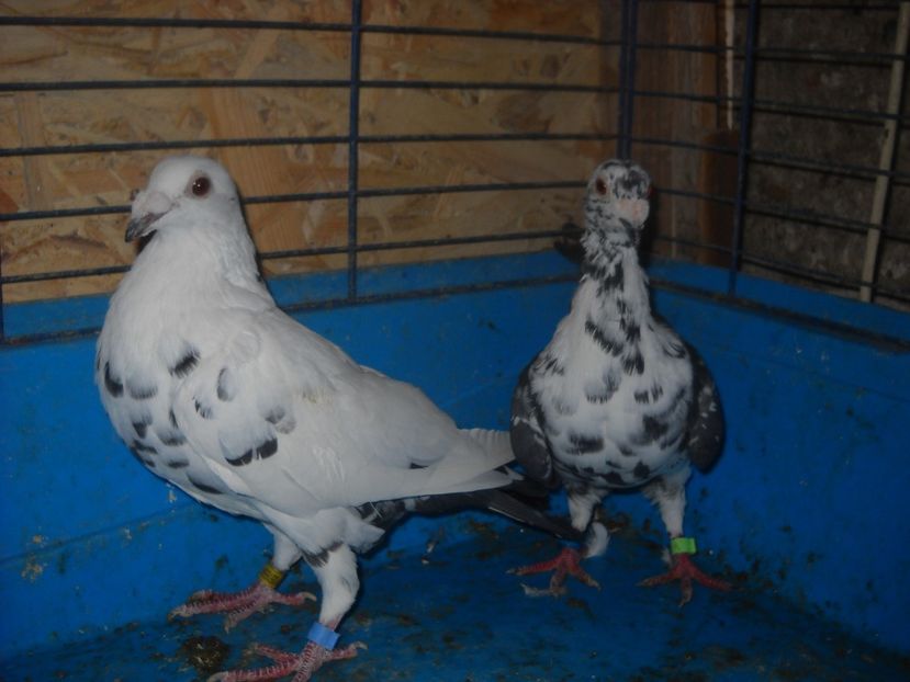  - PORUMBEI VANDUTI 2