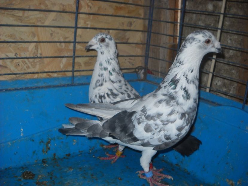  - PORUMBEI VANDUTI 2