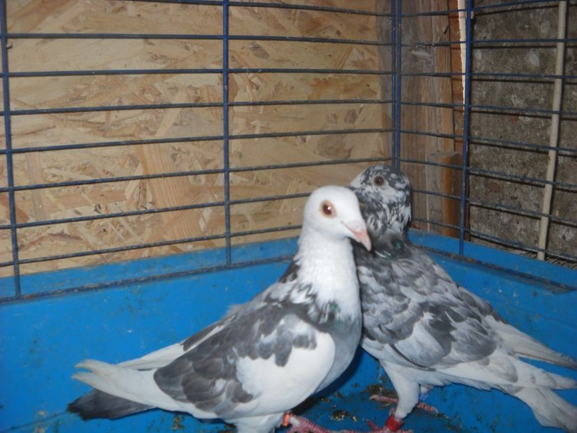  - PORUMBEI VANDUTI 2