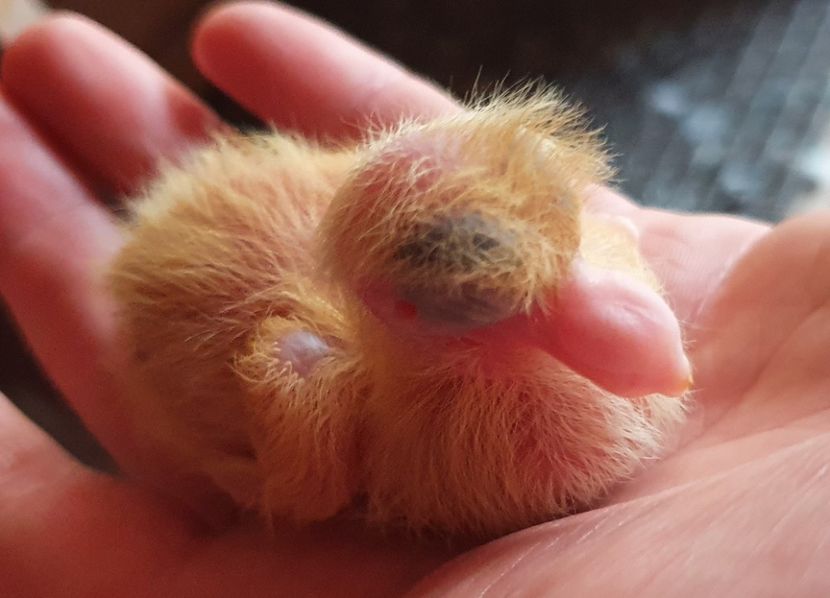 Ultimul pui - Pui 2020