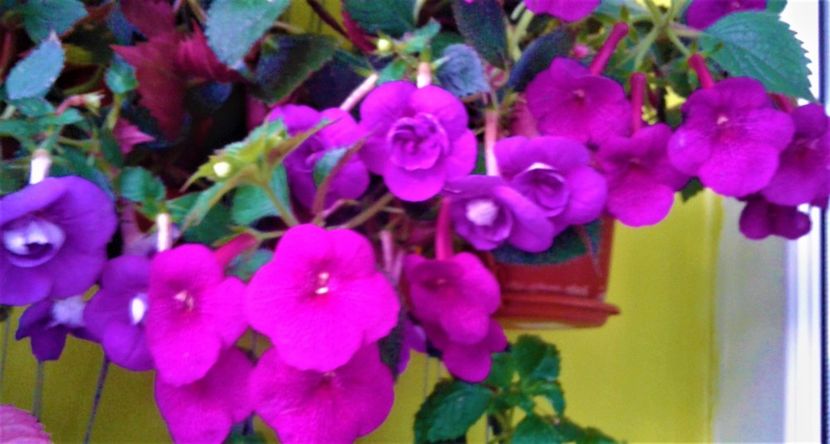  - achimenes Jenifer Goode iem 1985