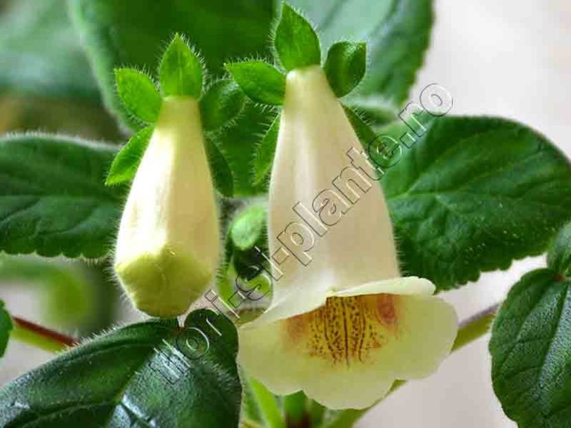 Sinningia Luci s Makeup - GLOXINIA-SINNINGIA _COLECTIA 2020_2024