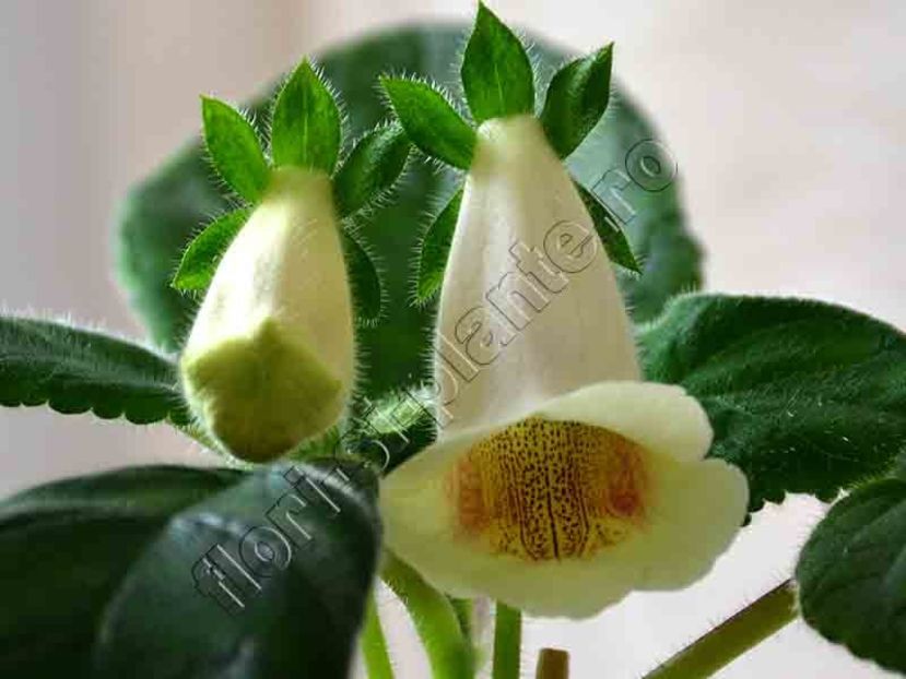 Sinningia Luci s Makeup - GLOXINIA-SINNINGIA _COLECTIA 2020_2024